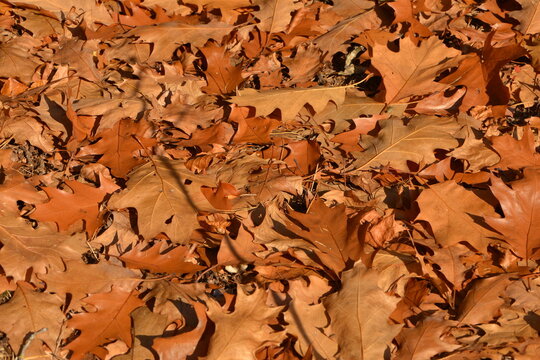 Eiche, Roteiche, Quercus rubra, Amerikanische Spitzeiche