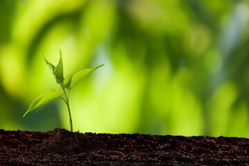 Young green fresh plant growing in soil