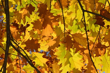 Eiche, Roteiche, Quercus rubra, Amerikanische Spitzeiche