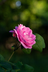 Beautiful blooming tea roses. Close up.