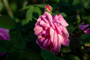 Beautiful blooming tea roses. Close up.