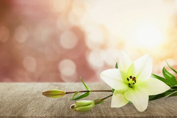 Branch of fresh aroma white bright lilies flowers