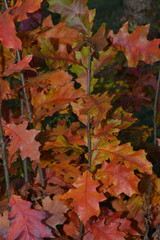 Eiche, Roteiche, Quercus rubra, Amerikanische Spitzeiche