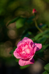 Beautiful blooming tea roses. Close up.