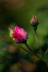 Beautiful blooming tea roses. Close up.