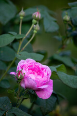 Beautiful blooming tea roses. Close up.