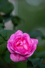 Beautiful blooming tea roses. Close up.