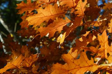 Eiche, Roteiche, Quercus rubra, Amerikanische Spitzeiche