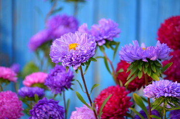 Obraz premium Violet Aster blooming in flower garden on old blue blurred wooden background. Large alpine aster growing in flower bed. Background with colorful aster flowers. Bright aster in garden. Selective focus.
