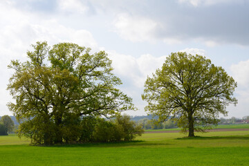 Eiche, Quercus spp.   Stieleiche, Quercus robur L., Solitärbäume