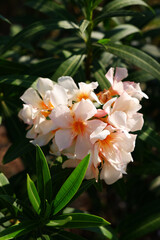 Blossom white flowers on the tree with natural light. Close-up a bouquet of white flowers with green leaves in the background. Sunshine in the morning and flowers with the concept of nature and beauty