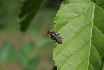 Cantharidae beetle on a large green leaf in a field