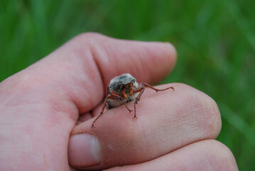 face of a beetle in a human hand on a background of nature