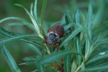 cockchafer crawls on a branch of sea buckthorn