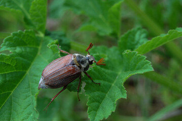 a large beetle with long whiskers crawls on a green leaf on a glade