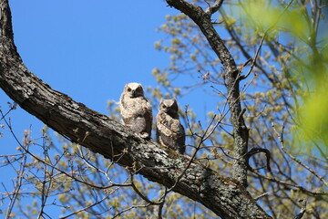 Great Horned Owl Owlets on a Branch