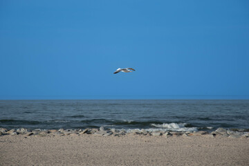Lecąca mewa na tle morza bałtyckiego, plaży