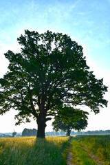 Eiche, Quercus spp. ,  Stieleiche, Quercus robur L., Solitärbäume