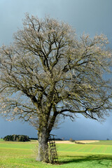 Obraz premium Eiche, Quercus spp. Stieleiche, Quercus robur L., Solitärbäume