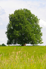 Eiche, Quercus spp.   Stieleiche, Quercus robur L., Solitärbäume