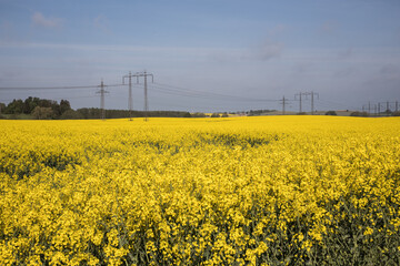 Skåne rape fields around Malmö Skåne Sweden