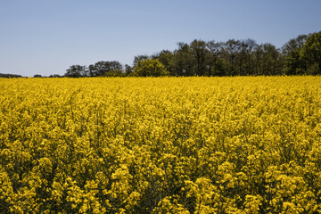 Obraz premium Skåne rape fields around Malmö Skåne Sweden