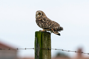 Hibou des marais, Hibou brachyote, Asio flammeus, Short eared Owl, region Pays de Loire; marais Breton; 85, Vendée, Loire Atlantique, France