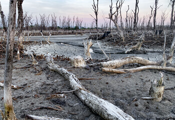 Destroyed mangrove forest scenery, Mangrove forests are destroyed and loss from the expansion of habitats. Expansion of habitats destruction the environment,mangrove forests degradation