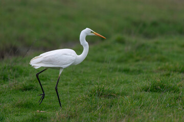 Grande Aigrette,. Ardea alba, Great Egret