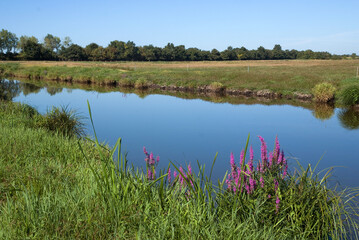 Lythrum salicaria, Salicaire, Site naturel protégé, Lac de Grand Lieu, 44, Loire Atlantique,...
