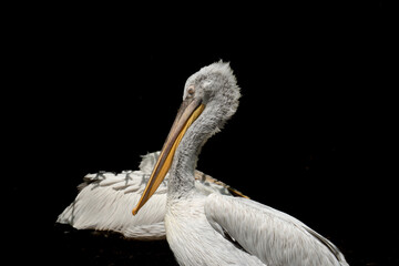 portrait of a pelican