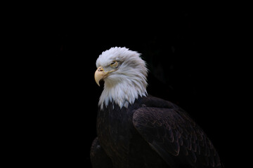 american bald eagle