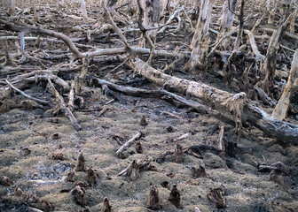 Destroyed mangrove forest scenery, Mangrove forests are destroyed and loss from the expansion of habitats. Expansion of habitats destruction the environment,mangrove forests degradation