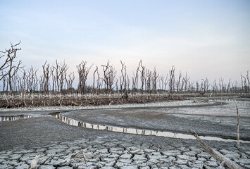 Destroyed mangrove forest scenery, Mangrove forests are destroyed and loss from the expansion of habitats. Expansion of habitats destruction the environment,mangrove forests degradation