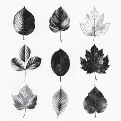 A meticulously curated assortment of decorative leaves, hand-drawn with attention to detail and aesthetic appeal, suitable for graphic art or textiles.