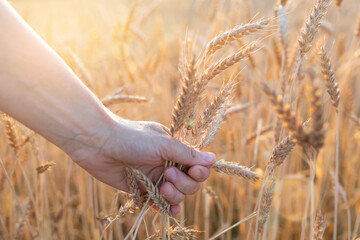 Naklejka premium Harvest time, agriculture concept. Woman hand plucks ripe ears of wheat in field