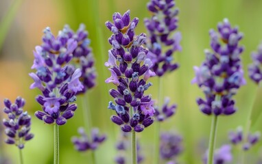 A close-up of vibrant purple lavender flowers with green stems.
