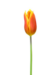 Orange tulip isolated on transparent background png file