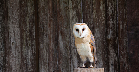 Barn Owl (Tyto alba) perched on rustic wooden background, its heart-shaped face blending with aged...