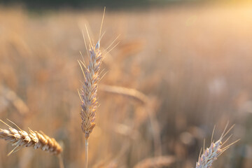 Naklejka premium Straight ripe ears of wheat against the background of a blurred agricultural field. The concept of harvesting. Selective focus. Copy space