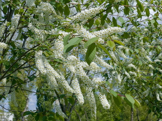 Branches of bird cherry with racemose inflorescences in sunny day