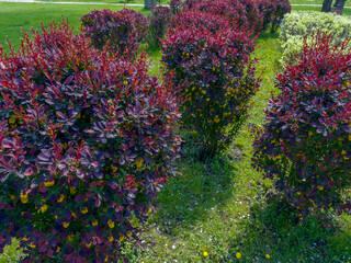 Bushes of blooming Berberis ottawensis in park in sunny day