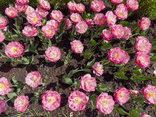Pink terry tulips on flower bed in park, top view