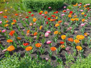 Flower bed of the varicolored terry tulips in sunny weather