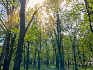 Fototapeta premium Old deciduous trees in city park in springtime, backlit