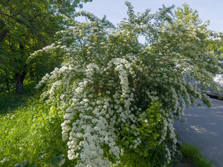 Bush of blooming spiraea next paved footpath in sunny morning