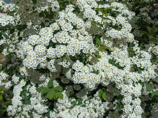 Branches of blooming spiraea in sunny morning close-up