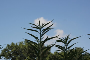 grass and sky