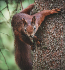 Eichhörnchen kopfüber am Baumstamm