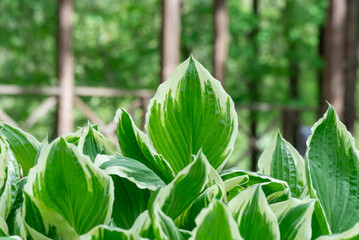 Green white leaves of hosta in garden close-up. Genus of perennial herbaceous plants of asparagus...